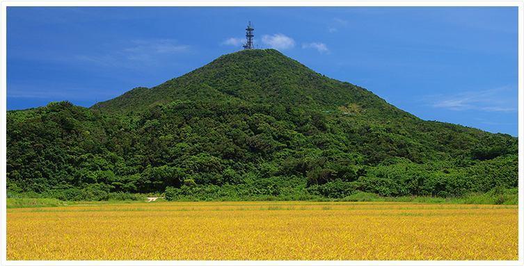 7月 宇良部岳ふもと 収穫前の水田