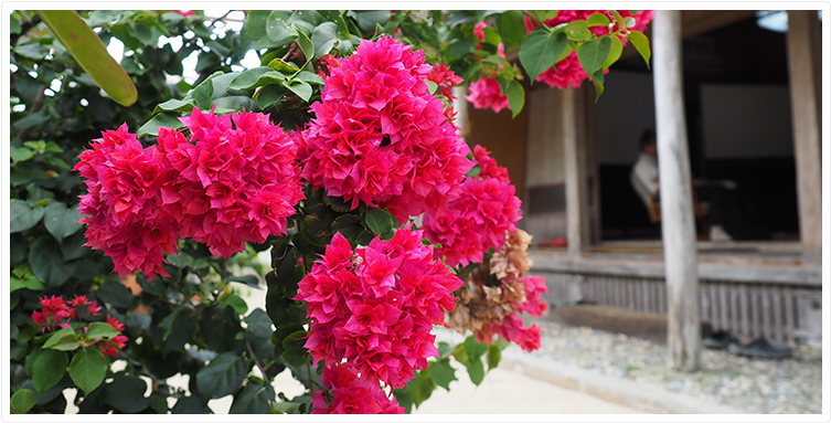 9月 町花木 サルスベリ