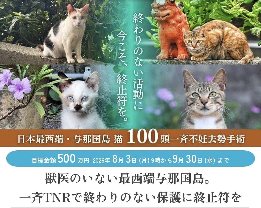neko_katudo2026